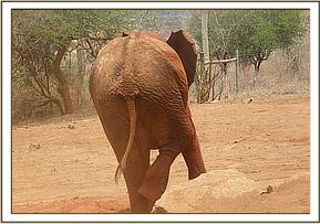 Arruba rubbing her hind leg