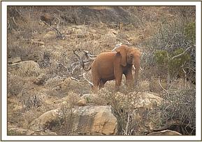 Lesanju browsing on Msinga Hill