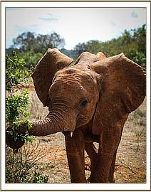Ndiwa finds some soft green leaves