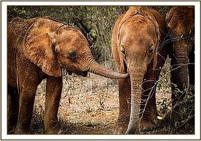 Sattao smelling Maisha's mouth