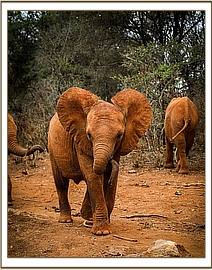 Enkesha waiting for her milk bottle
