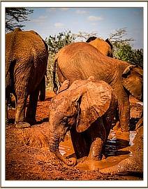 Ndiwa at mud-bath