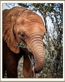 Enkesha browsing