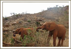 Lesanju and Sinya sharing a green bush