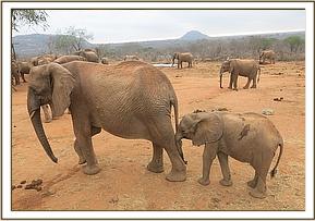 Mulika and Mwende visiting the stockades