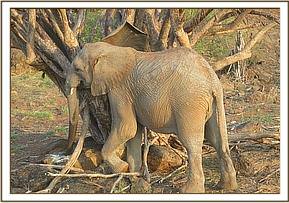 Orwa scratching on a tree