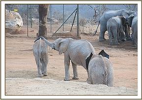 Orwa caring for Ziwa