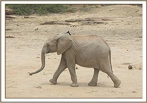 Orwa exploring the empty mud bath