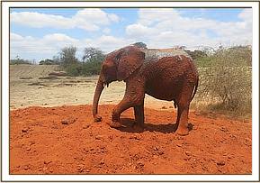 Orwa playing in the soil