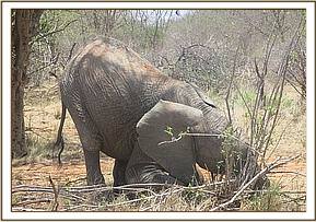 Orwa opting to eat grass
