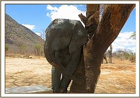 Orwa scratching
