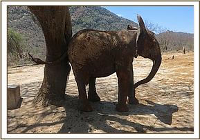 Orwa sheltering from the sun