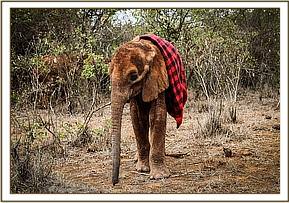 Poor Emoli wearing his blanket
