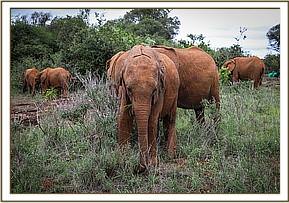 Ndiwa browsing in the tall grass