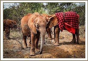 Maisha and Emoli