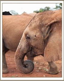 Gentle Orwa