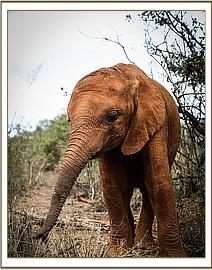 Enkesha was jealous of the new arrival