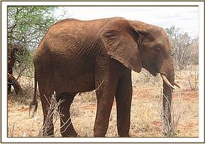 Laikipia