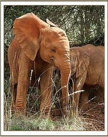Lualeni the day before she was translocated