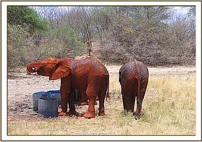 Sunyei taking water from the drums