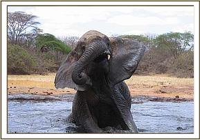 Mulika gestures as she wallows