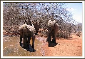 Challa and Madiba at the mudbath