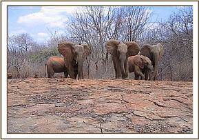 Mulika, Wendi, Orok and Nasalot