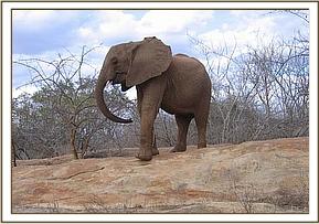 Kinna walking on a rock surface in the field