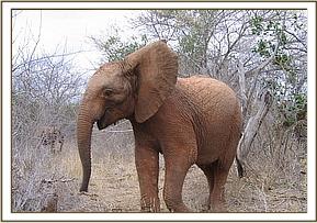 Madiba rumbling upon spotting the warthogs