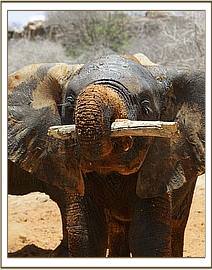 Tomboi playing with a stick