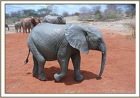 Ithumbah after a mudbath