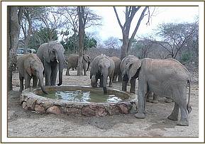 Lualeni drinking with the youngsters