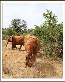 Arruba in front and Suswa