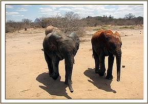 Ithumba and Sabachi
