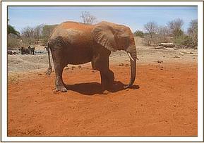 Taita dustbathing