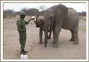 Lualeni watches over Ololoo as he drinks milk