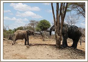Orwa sniffs at half trunk