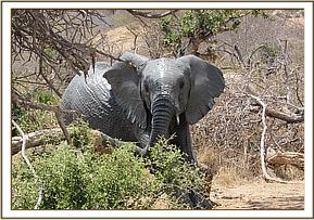 Orwa scratching