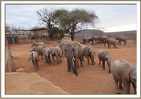 Napasha with the orphans
