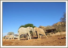 Mutara and Orwa