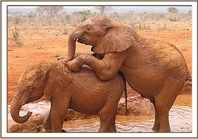 Siria climbs onto Lempaute's back