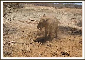 Napasha soil bathing