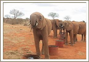 Lesanju & the others drinking water