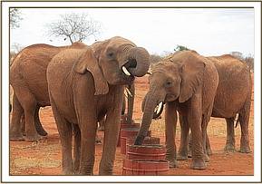 Lesanju enjoying her water
