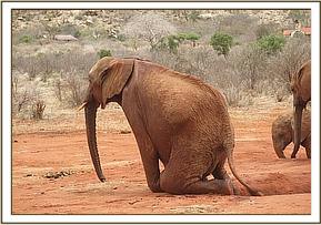 Lesanju playing