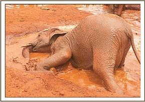 Lesanju rolling in the mud