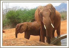 Sinya caring for Sorka