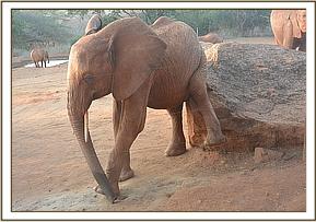 Lempaute scratching
