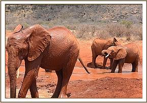 Sinya having a mudbath