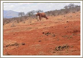 Lempaute charging around